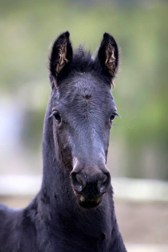 Beautiful KFPS Foal - The KFPS Royal Friesian Horse